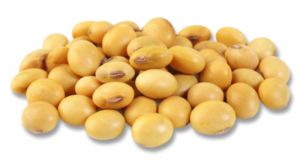 Soya Bean