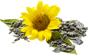 Sun Flower seed