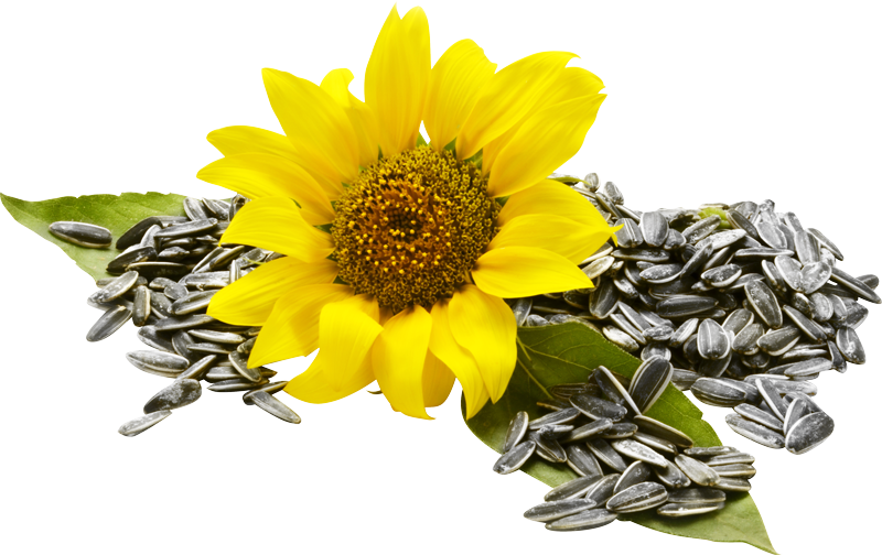 Sun Flower seed